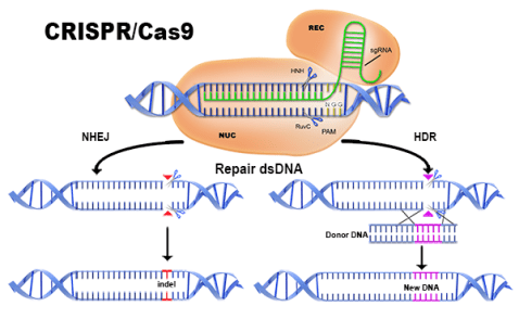crispr-dual-editing-method